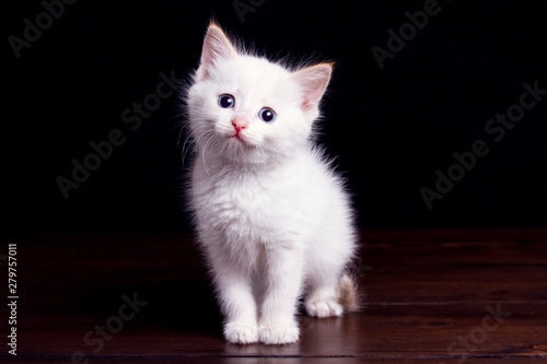 little white kitten on a dark wooden floor on a black background