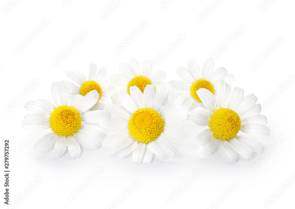 Obraz premium Beautiful chamomile flowers on white background