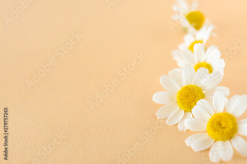 Beautiful chamomile flowers on color background