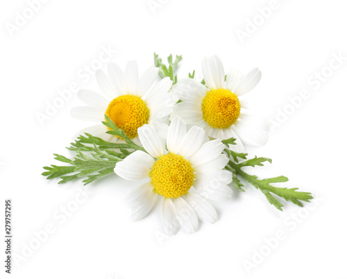 Beautiful chamomile flowers on white background