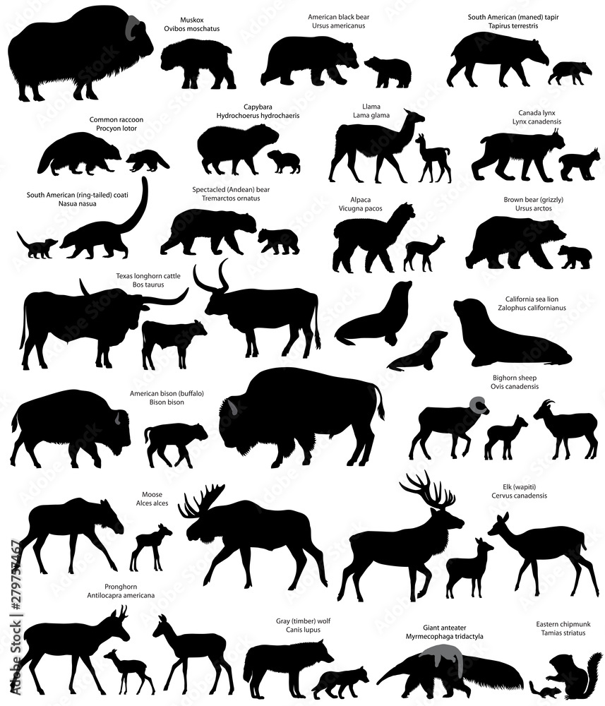 Collection of animals with cubs living in the territory of North and South America, in silhouette