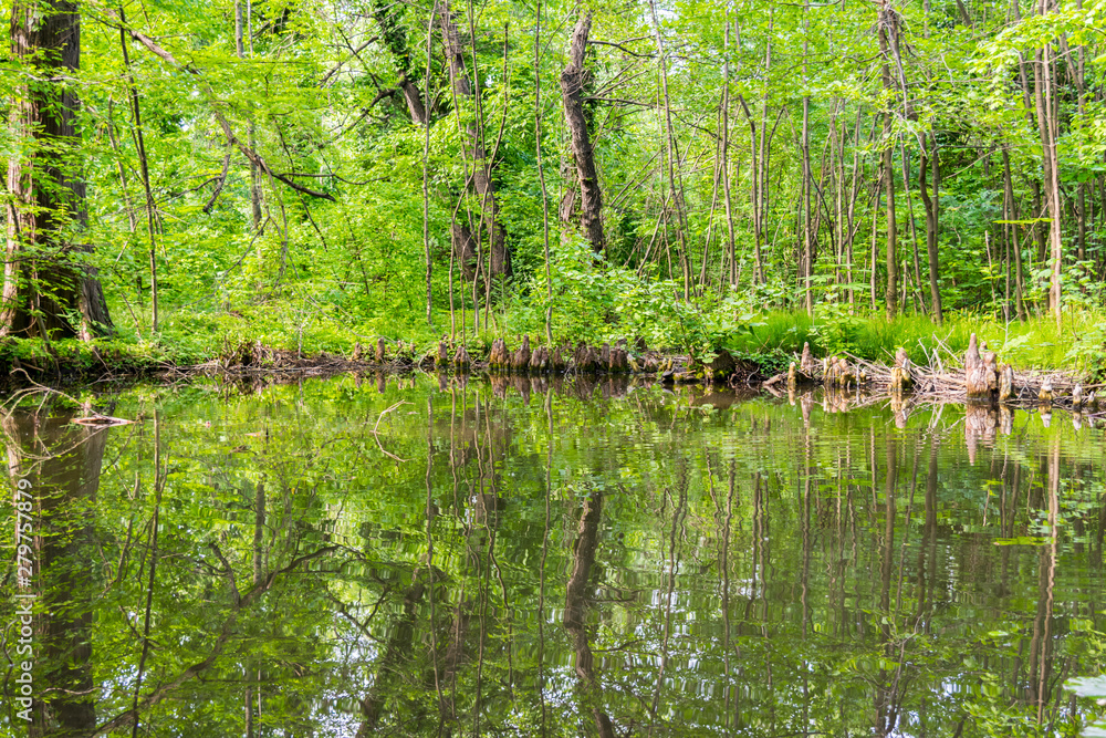 abundant green vegetation with reflection in water lake