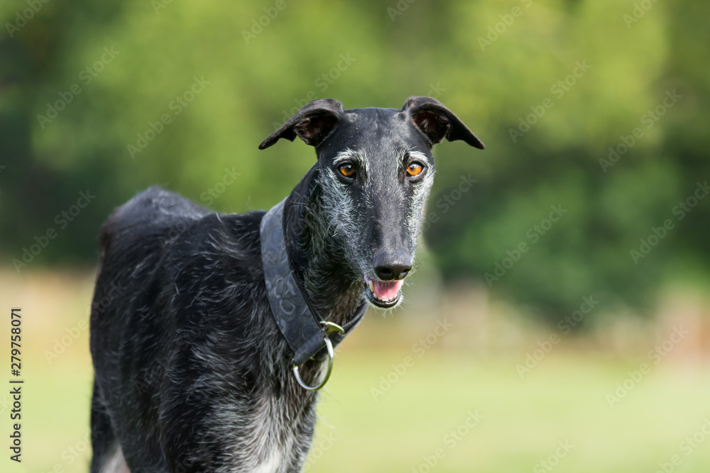 Portrait eines schwarzen Galgo Espanol