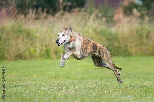 gestromter Windhund rennt über eine Wiese