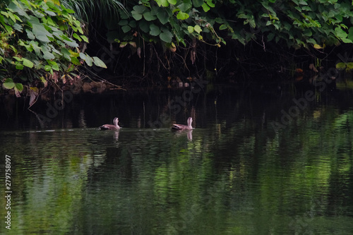 ducks in pond