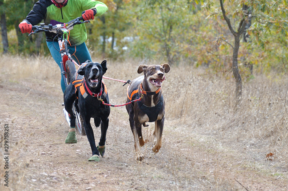 Dogs and its musher taking part in a popular canicross with a diggler mountain scooter. Dogs and its musher taking part in a popular canicross with a diggler mountain scooter.