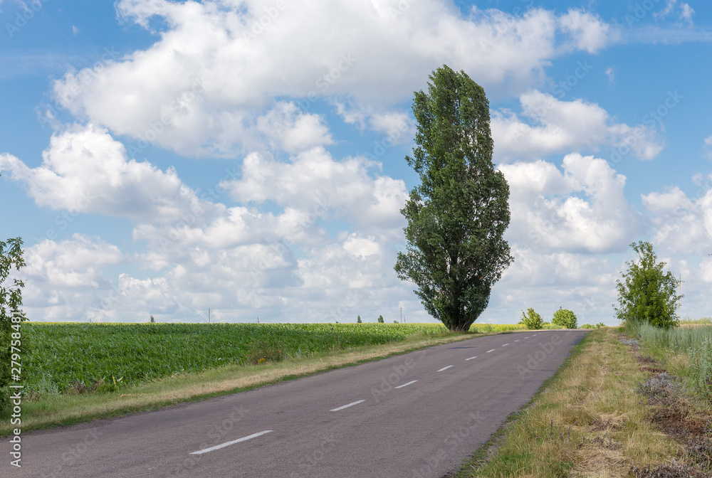 Rural asphalt road among the fields and single black poplar