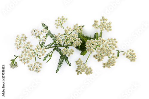 Top view of yarrow flowers on branches close-up photo
