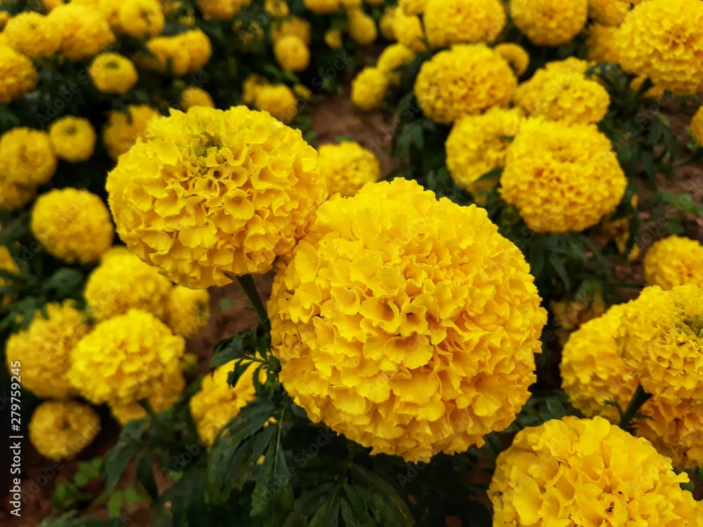 Marigold Marigold