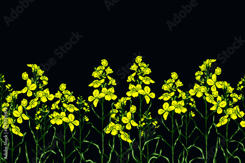 Set of canola flower and oil