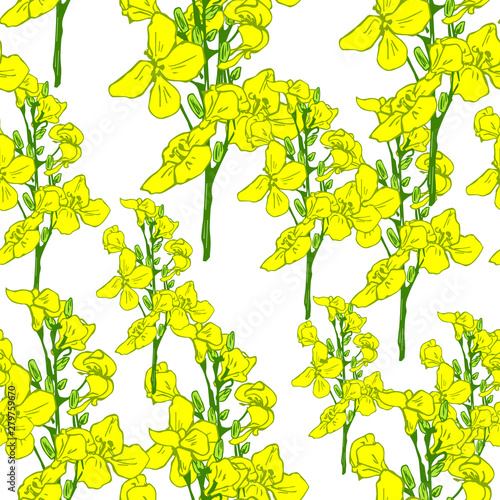 Set of canola flower and oil