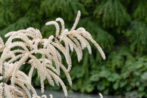 Close up of brides feathers (aruncus diocus) in bloom photo