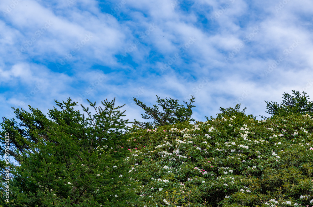 Beautiful azaleas in the background of the blue sky Beautiful azaleas in the background of the blue sky