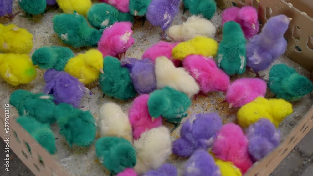 collection of cute chicks with attractive colors collection of cute chicks with attractive colors