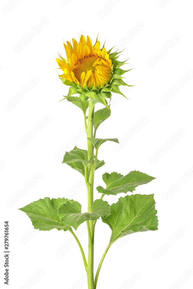 Fototapeta premium Beautiful sunflower on white background