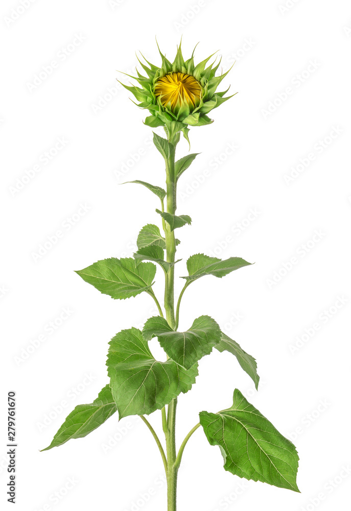 Beautiful sunflower on white background Beautiful sunflower on white background