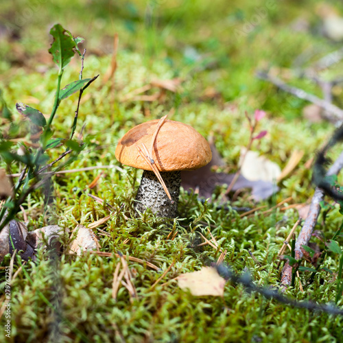 Small mushroom in green moss, close-up view