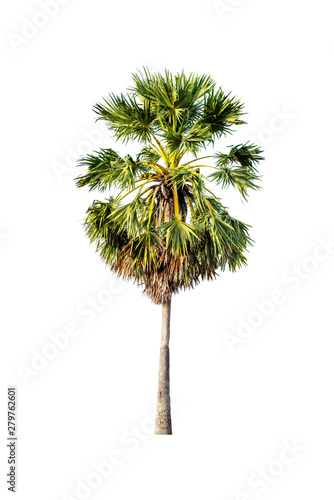 Sugar palm tree on white background © golfloiloi