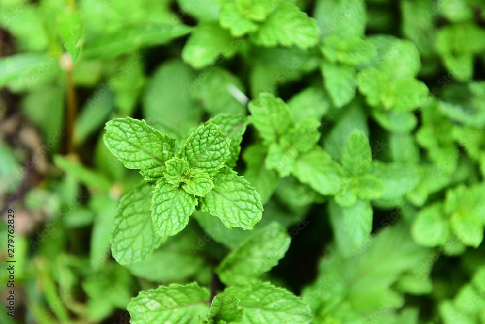 Peppermint leaf on plant - Fresh green mint leaves in garden herbs and food ingrowing at vegetable garden Peppermint leaf on plant - Fresh green mint leaves in garden herbs and food ingrowing at vegetable garden