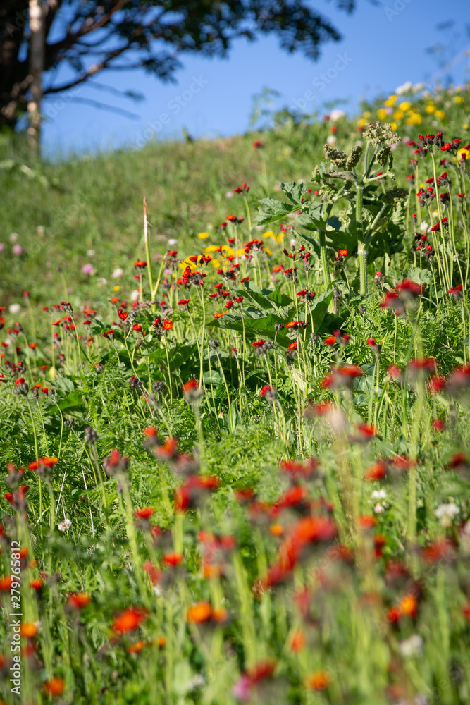 Alpine meadow with nice small flowers