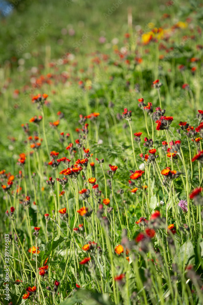 Alpine meadow with nice small flowers