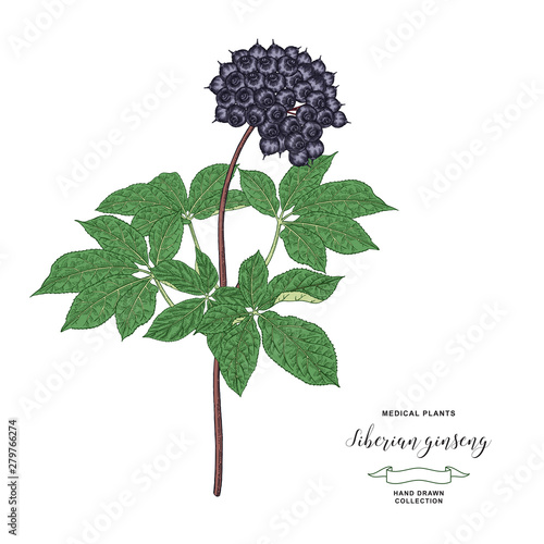 Siberian ginseng plant. Eleutherococcus senticosus or eleuthero hand drawn. Root, leaves and berries of Ginseng isolated on white background. Medicinal plant collection. Vector illustration.