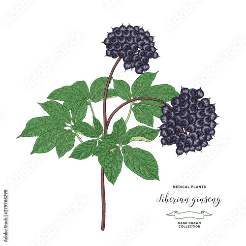 Siberian ginseng plant. Eleutherococcus senticosus or eleuthero hand drawn. Root, leaves and berries of Ginseng isolated on white background. Medicinal plant collection. Vector illustration.