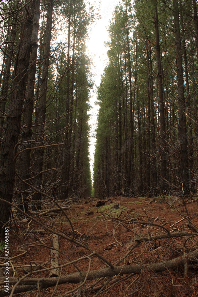 Fototapeta premium forest 