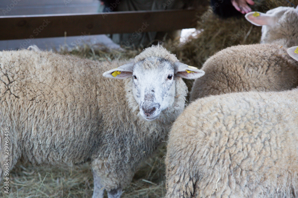 Sheep are standing near the hay. Domestic animals.