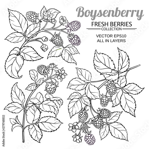 boysenberry vector set photo