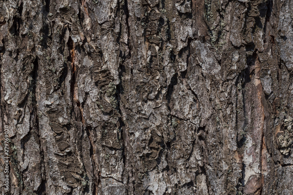 abstract natural backdrop: close up of bark of tree abstract natural backdrop: close up of bark of tree