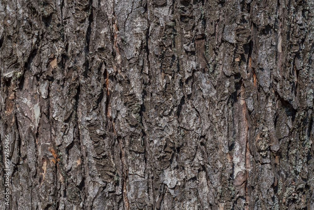 close up of bark of tree texture close up of bark of tree texture