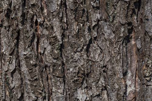 abstract natural backdrop: close up of bark of tree