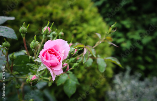 Beautiful pink rose Bonica with buds and dew drops in the garden. Perfect for background of greeting cards for birthday, Valentine's Day and Mother's Day