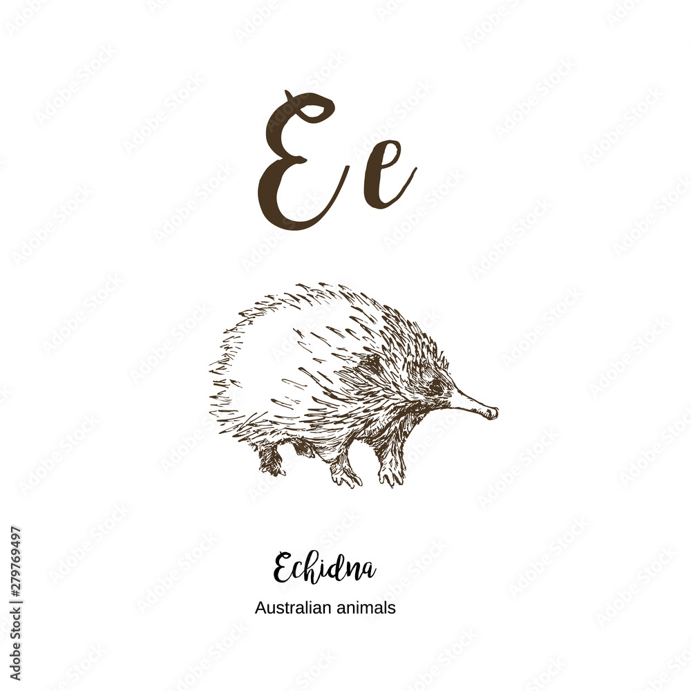 Echidna, A z, alphabet sketch animals drawing vector illustration. Vintage hand drawn with lettering. Ready for print. Letter E for Echidna. ABC. Stock Vector | Adobe Stock