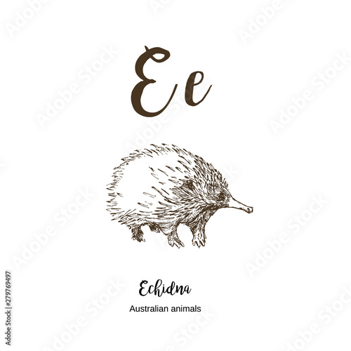 Echidna, A to z, alphabet sketch australian animals drawing vector illustration. Vintage hand drawn with lettering. Ready for print. Letter E for Echidna. ABC.
