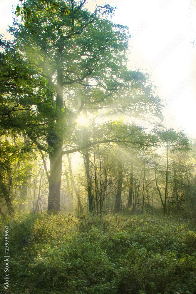 Fototapeta premium The sun shines through the green tree. The sun sets in the background of the forest. The sun's rays through the fog and trees in the forest.