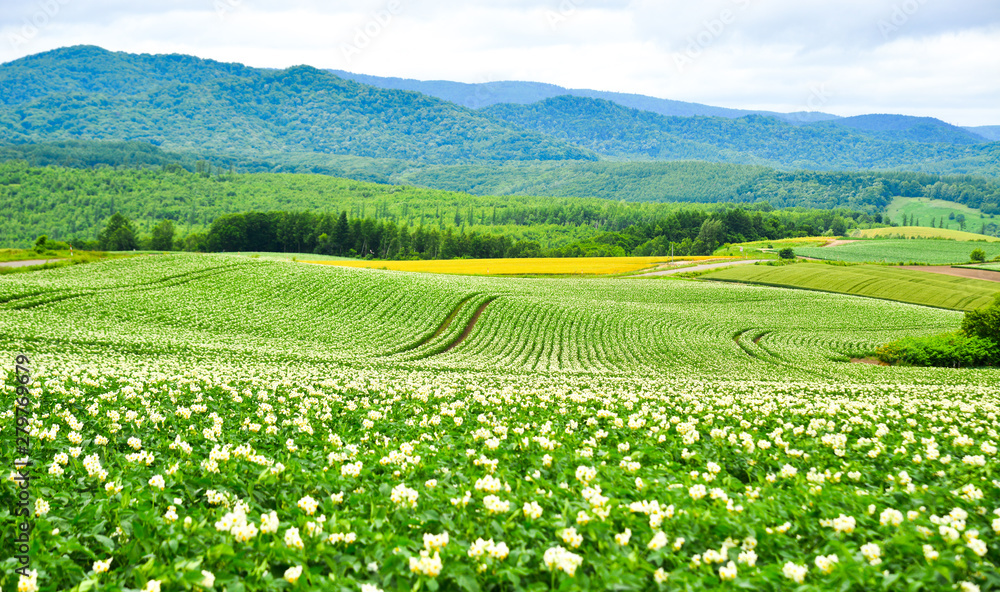 Beautiful rural scenery at summer day