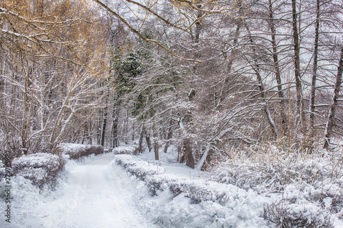 Wallpaper Mural Covered with thick snow path between the bushes. Harsh winter landscape in a cold forest. Dark trees bend over an empty path. Torontodigital.ca