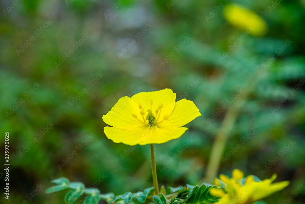 The yellow flower of devil's thorn The yellow flower of devil's thorn