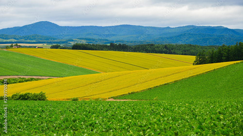 Beautiful rural scenery at summer day