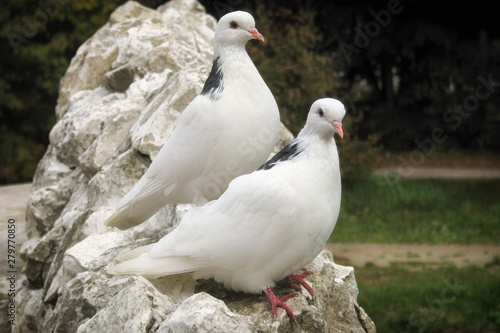 Two white doves sit on a stone fence. Pigeons close up in summer in the Park.