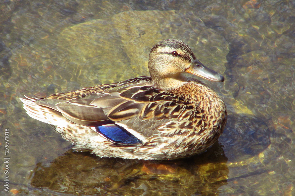 Fototapeta premium Duck sitting on a stone in the water close-up. The female ducks in a pond macro.