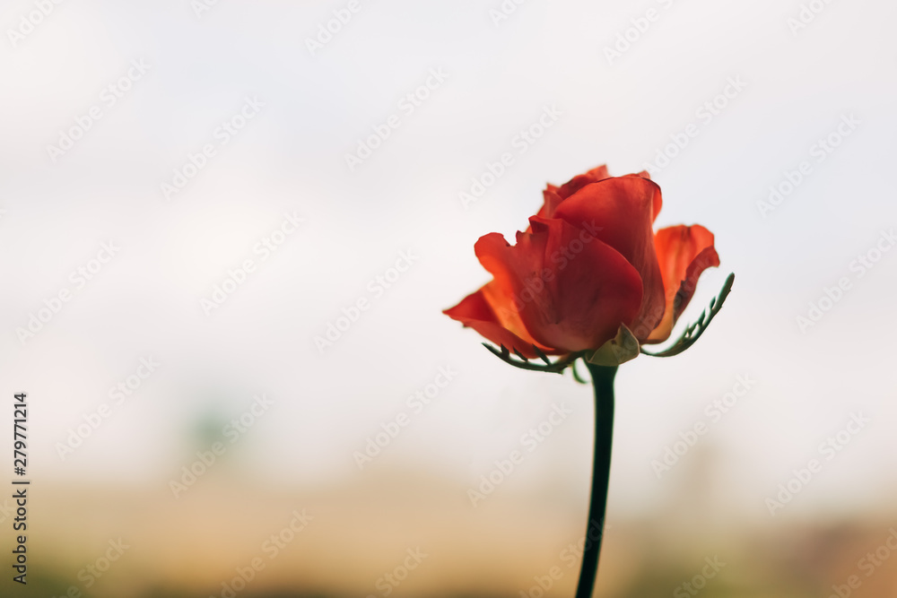Rose with background in blur in delicate pastel colors Rose with background in blur in delicate pastel colors