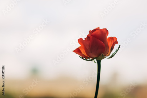 Rose with background in blur in delicate pastel colors