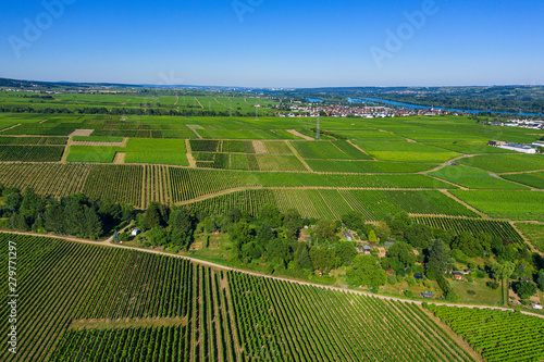 Weinberge im Rheingau von oben