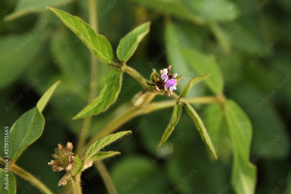 Agricultural soybean flower and pods plantation background on sunny day. Green growing soybeans against sunlight. Agricultural soybean flower and pods plantation background on sunny day. Green growing soybeans against sunlight.