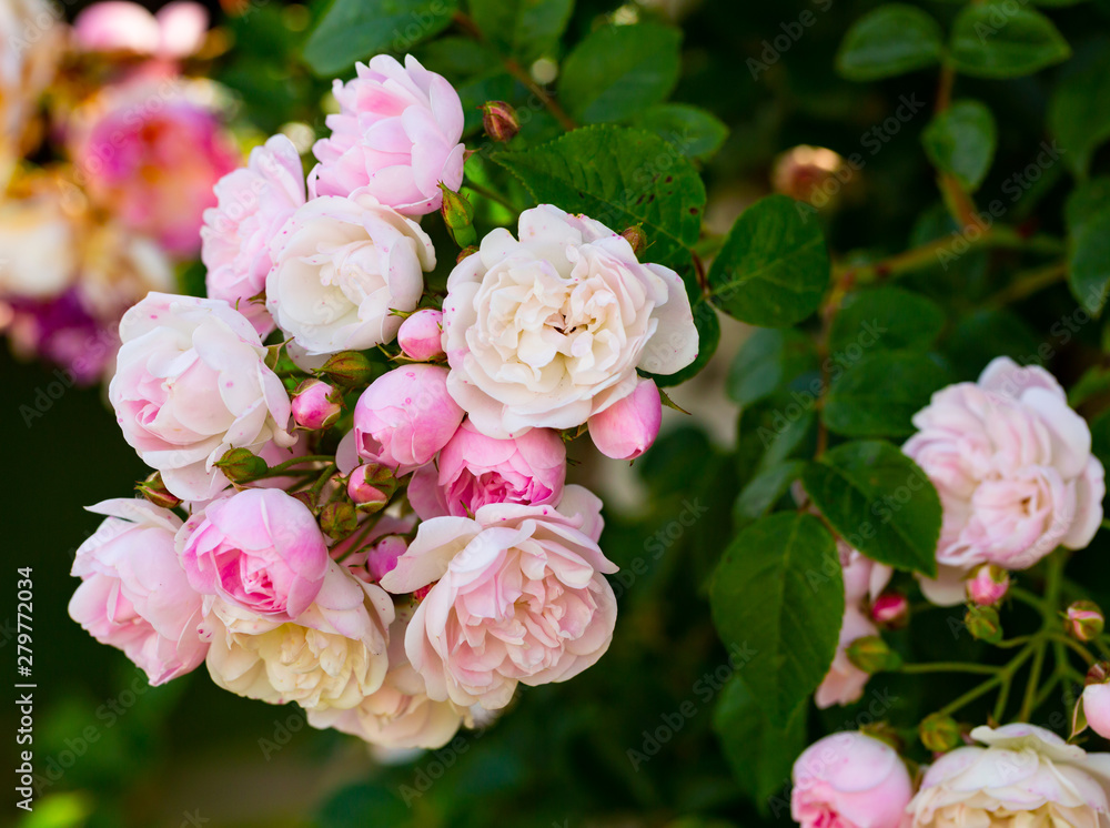 Flowering bush of Bulgarian Rose