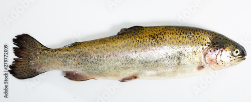 Raw trout fish