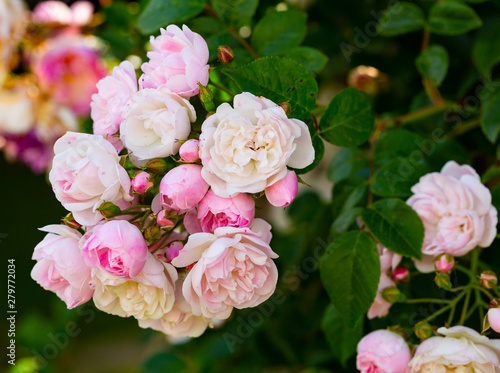 Flowering bush of Bulgarian Rose